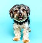 Photo of Dodger-OS