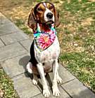 Photo of Flynn