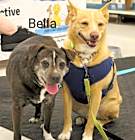 Photo of Bella