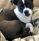 Photo of TESS