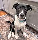 Photo of Sage