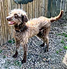 Photo of ARCHIE