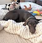 Photo of Baloo