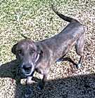 Photo of Maggie (Sol’s Pups 2)