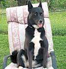 Photo of Dixie