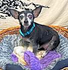 Photo of Buggy (pending medical)
