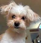 Photo of Marlowe-OS