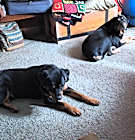 Photo of Henry and Raaz