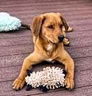 Photo of Chevy (Simpsons Litter)