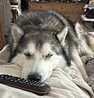 Photo of Togo