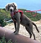 Photo of Oso