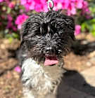 Photo of Valentine