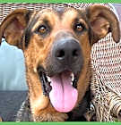 Photo of Tucker