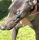 Photo of Trixie