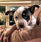 Photo of Pepper