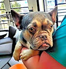 Photo of Rosie