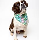 Photo of Toshy