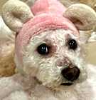 Photo of PRINCESS