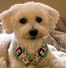 Photo of SNOWBALL