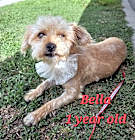 Photo of Bella