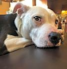 Photo of Penny