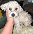 Photo of Toby