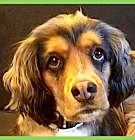 Photo of Brownie