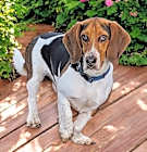 Photo of Buddy