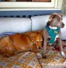 Photo of Georgia & Maddie (Bonded Pair)
