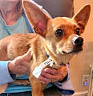 Photo of Charlie *Adopt or Foster*