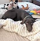 Photo of Baloo