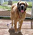 Photo of SADIE