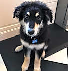 Photo of Tater (Baseball Litter '25)