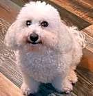 Photo of Wadud