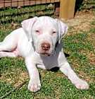Photo of Howie (Jewel's Gems)