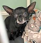 Photo of Red (Bonded with Kitty)