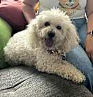 Photo of Sandy (pending medical)