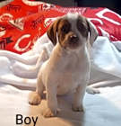 Photo of Cain (Snickers Mini’s)