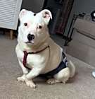 Photo of Tommy