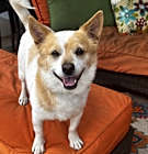 Photo of Scotch - 12 pounds