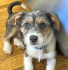Photo of Beau