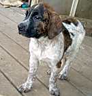 Photo of Heath (Snickers Mini’s 3)
