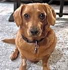 Photo of Rusty  -  So Ca