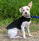Photo of Pimper