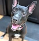 Photo of Violet