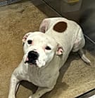 Photo of RUFUS
