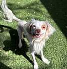 Photo of Lolli