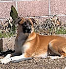 Photo of Bella