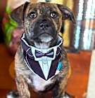 Photo of Sonny (Mama Pearl's babies)