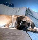 Photo of Otis